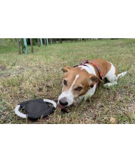 Frisbee dla psa RINGO